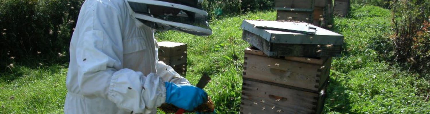 Tending Hives during Covid-19