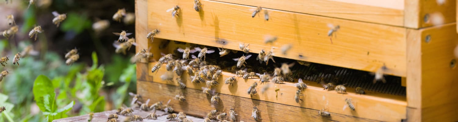 Information For Schools Considering Keeping Honey Bees
